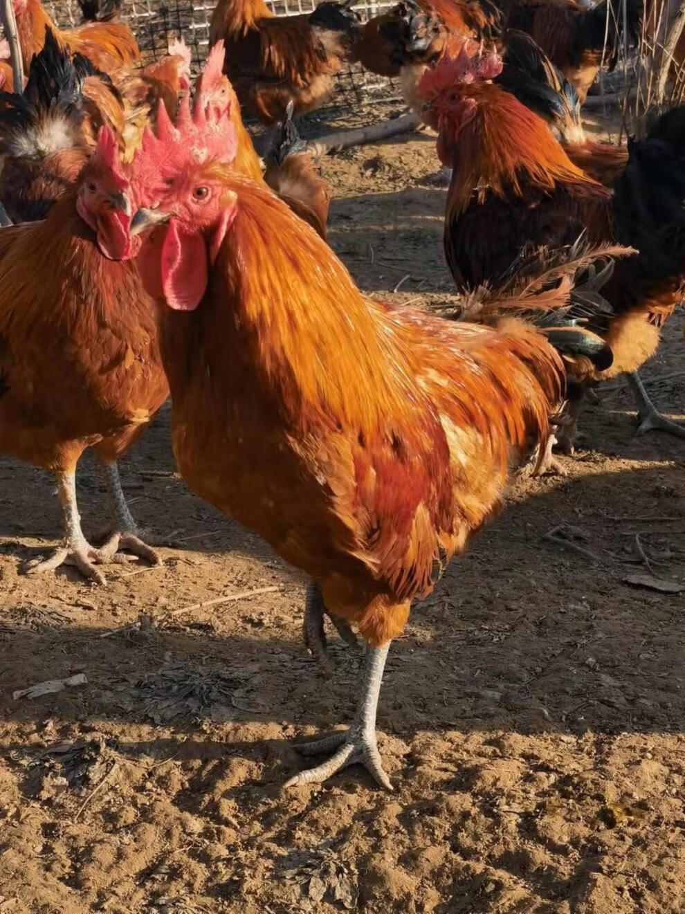 散养黑脚大公鸡黑腿黑脚走地鸡整只新鲜笨鸡跑山鸡黄脚大公鸡赠料包黄