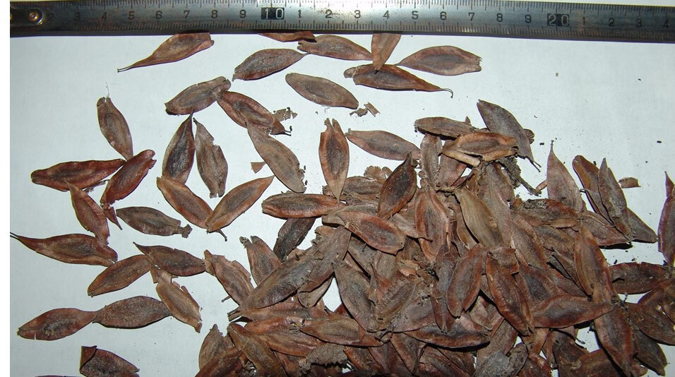 新采林木树种药材 别称:丝楝树皮 丝棉皮 棉树皮 胶树 试种装20克