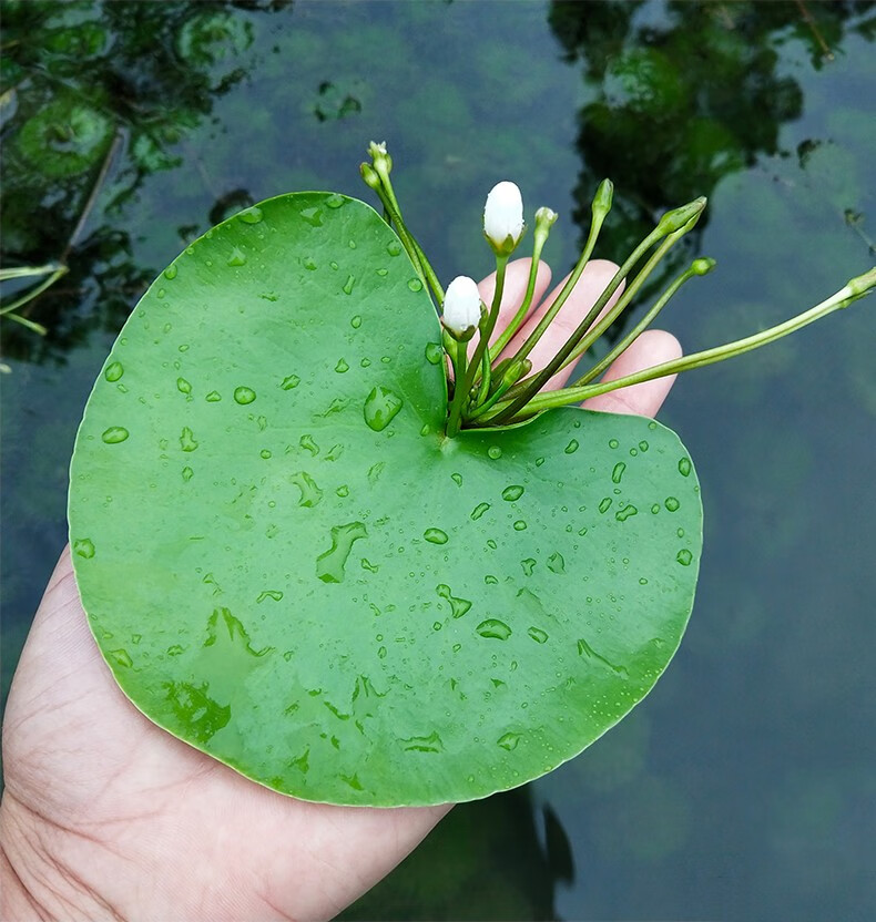 一葉蓮心型睡碗蓮浮萍水培植物花卉四季開花好養水生好物 一葉蓮營養