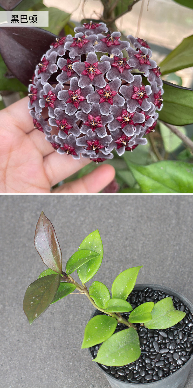 叠勖 植物员外 球兰集合 红巴顿黑巴顿火红羊脂垂吊攀援爬藤花卉盆栽
