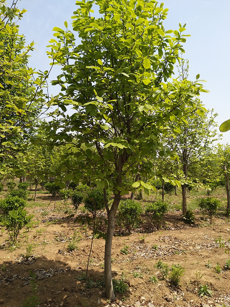 鑫干和(xinganhe)玉兰花树苗盆栽红白玉兰花苗大型庭院绿化苗四季嫁接