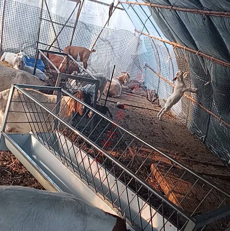 省之优新型羊槽养牛饲料槽双面加厚橡胶食槽小羊喂草料架子养殖补料羊