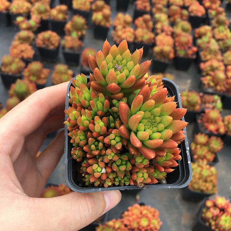 肉肉昆明露养状态秀女瓦松多肉植物老桩缀化肉肉小盆栽绿植 15-490精