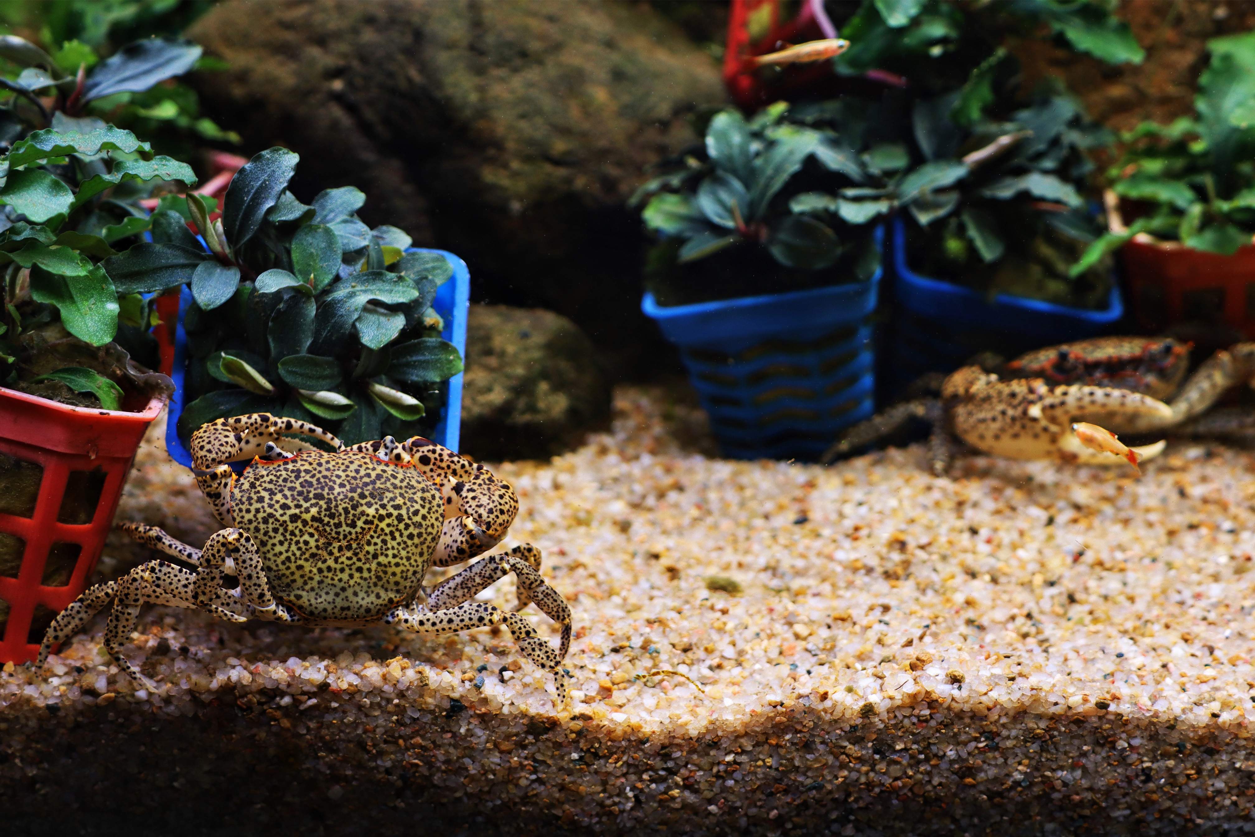 迷你蟹活体宠物螃蟹观赏蟹吃虫除藻淡水蟹鱼缸爬行底栖动物 青色