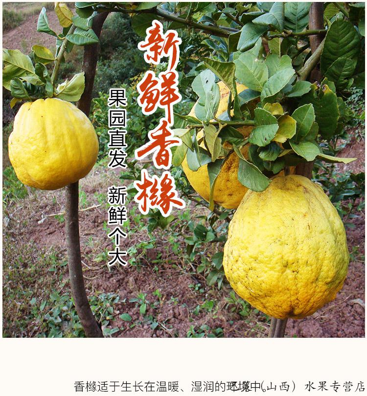 室内闻香云南香橼果香缘新鲜农家现摘现发可直接食用泡水喝可做供