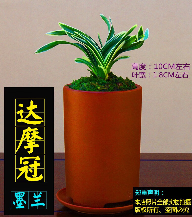 达摩冠矮种金边四季兰花盆栽建兰室内好养盆栽花卉浓香型达摩冠6苗