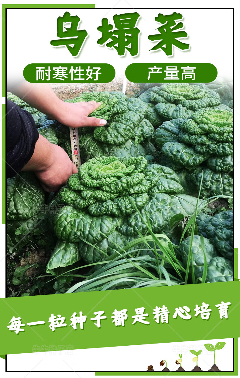 黑心乌塌菜种孑秋冬黑菜超耐寒乌塌菜种籽栽阳台菜园蔬菜大田种子 新