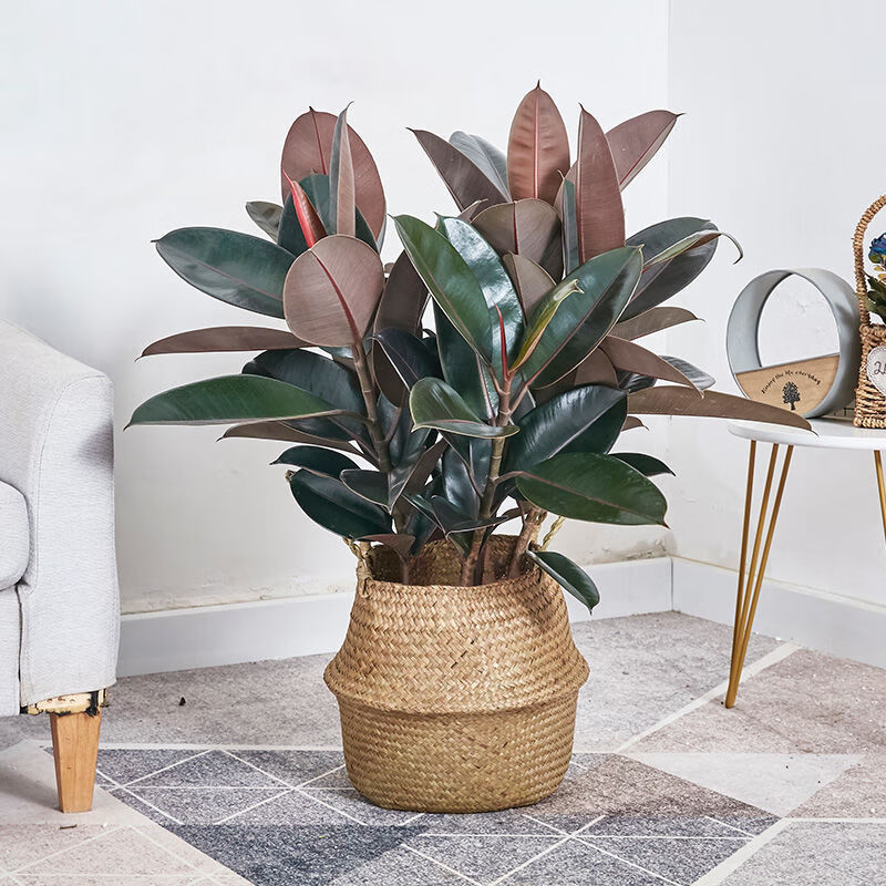 【送货上门】橡胶榕盆栽黑叶橡皮树盆景大叶办公室内外家居净化空气