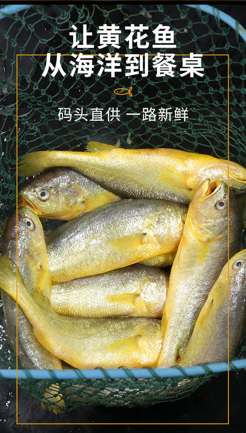 青島大黃花魚活魚急凍黃魚小黃魚肉海鮮大全水產鮮活海魚冷凍黃花魚4