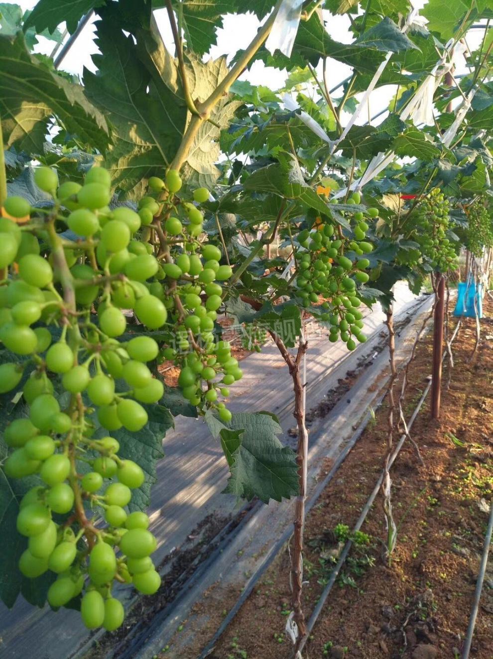 美国圆叶葡萄苗 美国红提无籽葡萄苗果树南北方四季种植盆栽爬藤葡萄