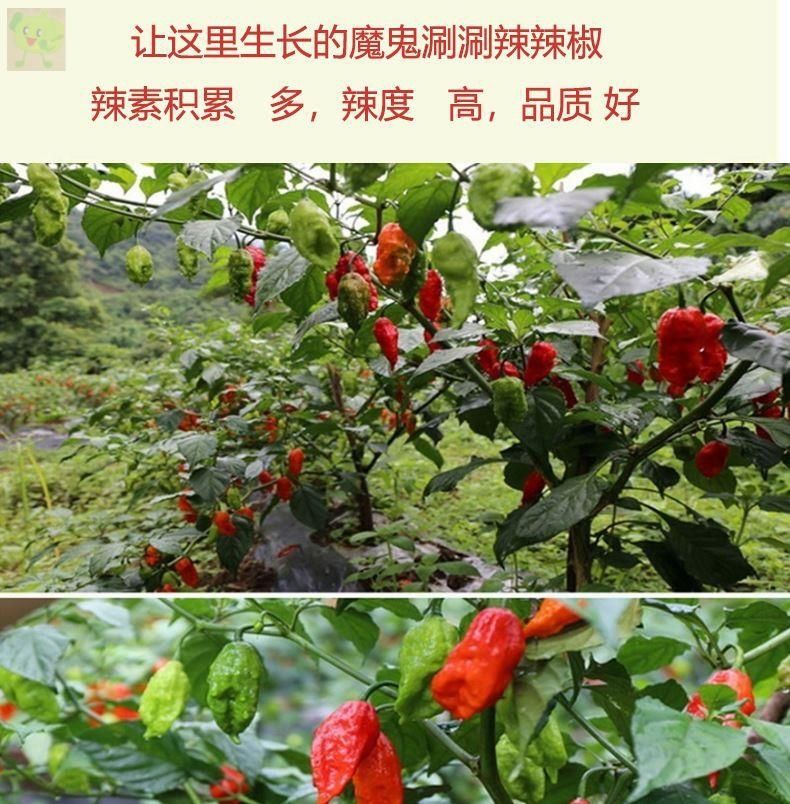 龙息辣椒卡罗莱纳死神辣椒涮涮辣椒干货印度魔鬼辣椒魔鬼椒超辣王50克