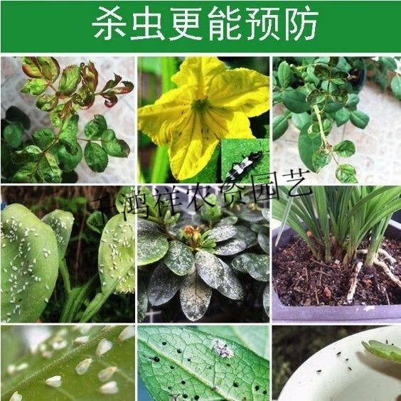 虫王百虫灵虫剂花卉虫药植物通用花药喷雾剂小飞虫4瓶