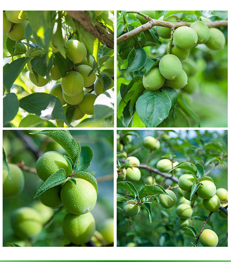 禾】2020诏安高山青梅果新鲜现摘生青梅泡酒5斤散装酵素鲜梅子酸水果