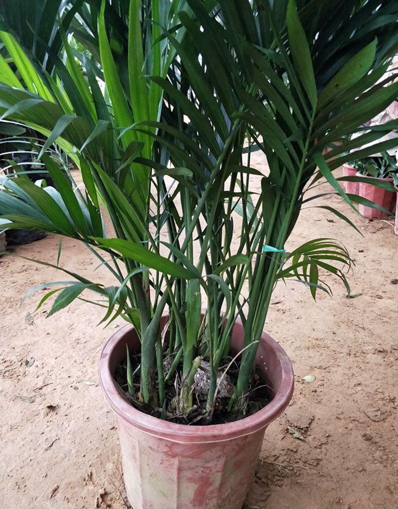 凤尾竹富贵椰子阳台客厅室内大绿植原土发货4050厘米左右袖珍椰子不含