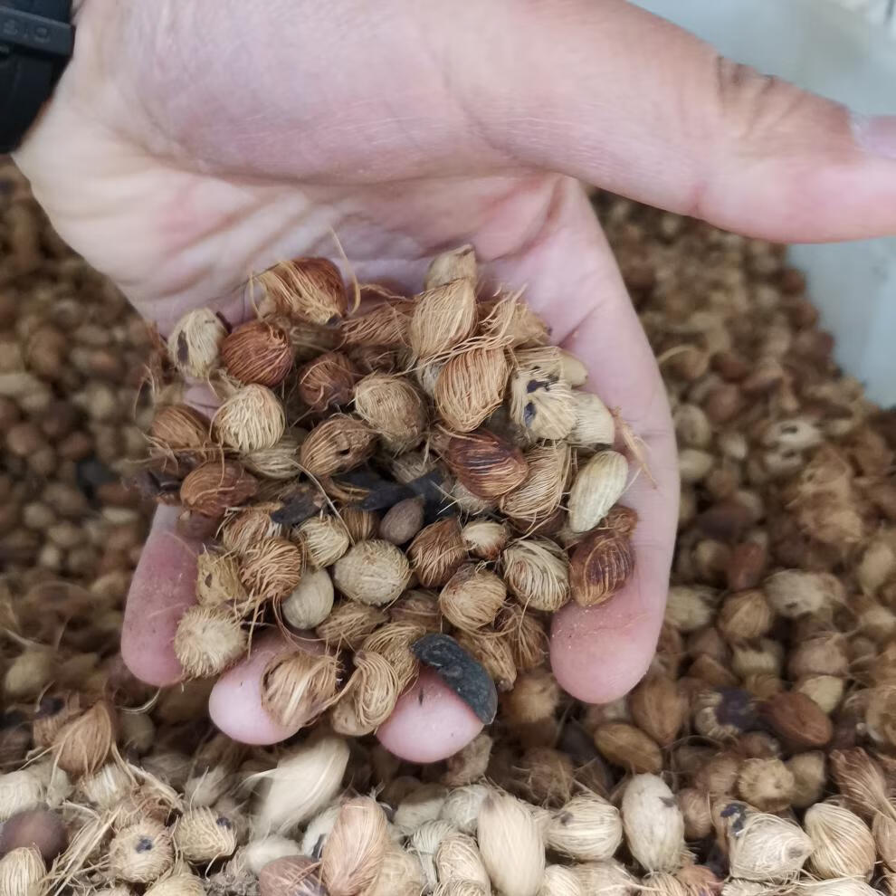 静谧散尾葵种子林木种籽国产散装四季多年生景观凤尾竹黄椰子观叶种孑