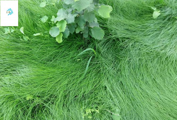 鼠茅草种 果园 绿肥鼠茅草草种 鼠茅草种子 鼠毛草种籽 鼠毛草籽 进口