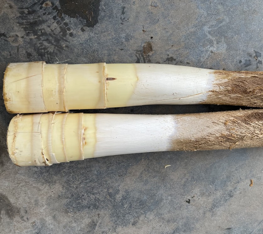 现新鲜甜棕树心棕树尖棕榈芯棕树头棕榈心棕榈树树心1个 1500g 1500g