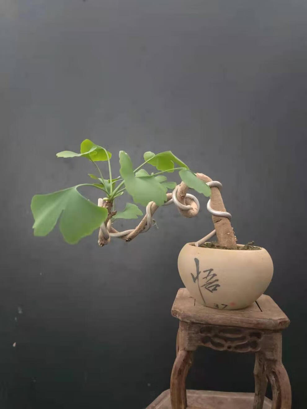 银杏新款造型盆景小桩办公桌绿植植物银杏造型盆景28带盆栽好