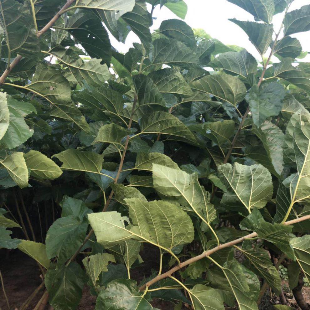 园艺强桑1号蚕桑苗农桑14号桑树苗养蚕大叶桑嫁接苗地栽盆栽大叶蚕桑