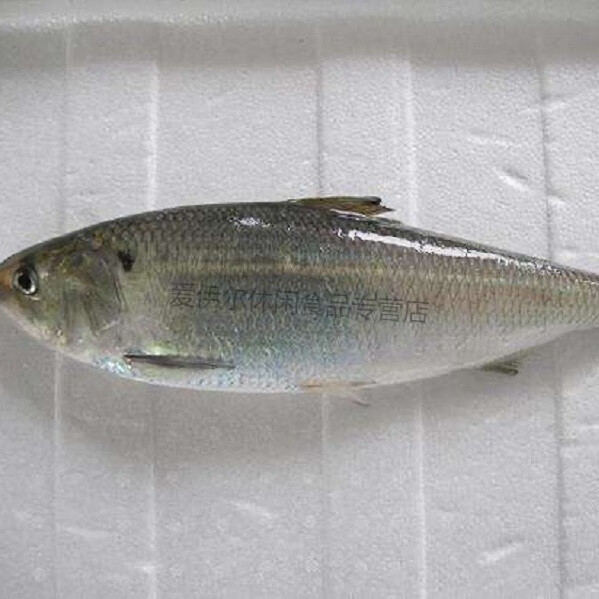 新鲜冷冻鲥鱼 鲥鱼三来鱼无需刮鳞每条1斤-1.2斤 鲥鱼1.25-1.