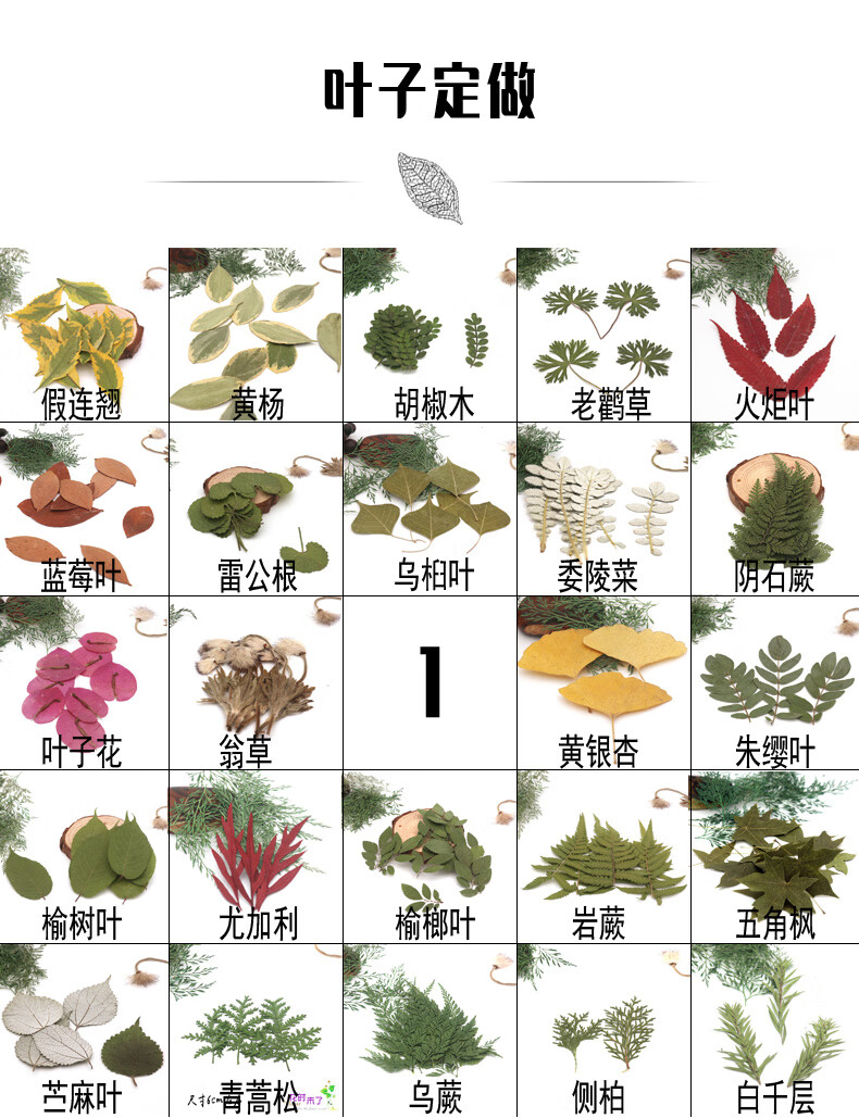 各种天然叶子集教学标本幼儿园diy干树叶植物贴画拼画树叶相框胡椒木
