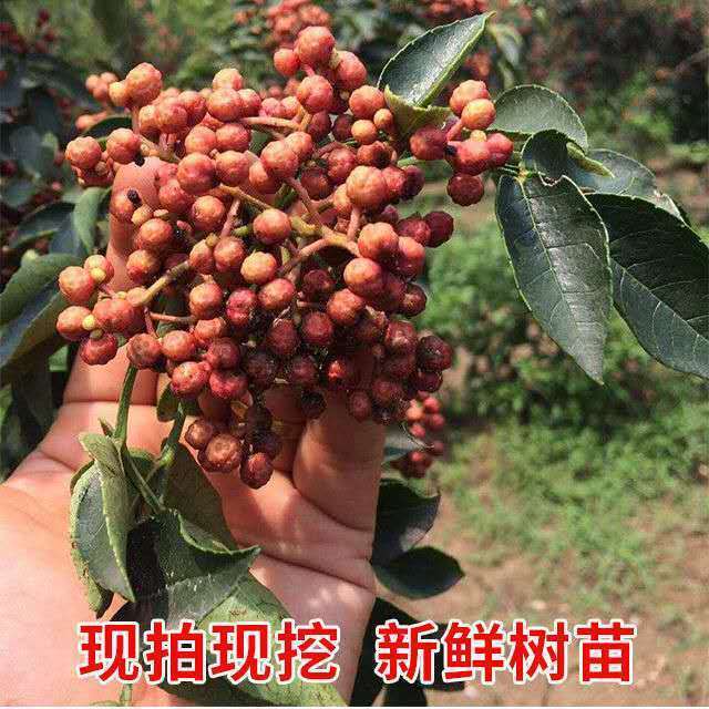 漢檸正宗大紅袍花椒樹九葉青花椒苗麻辣花椒果樹苗當年