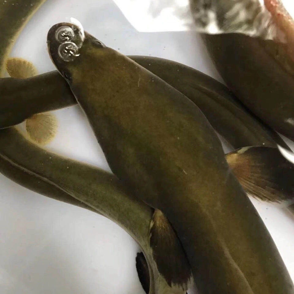 国产淡水黄鳗鱼鲜活河鳗鱼黄鳗鱼1斤到2斤以上一条包活 1.