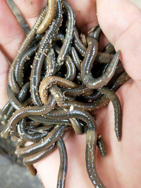 青蚯蚓活饵黄鳝地龙臭蚯蚓垂钓鱼饵黑蚯蚓活体青蚯蚓松土大蚯蚓 中号