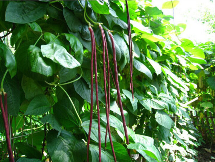 紫红缸豆种子长豆角种籽高产耐热蔬菜种孑春夏秋无架四季种植早熟五月