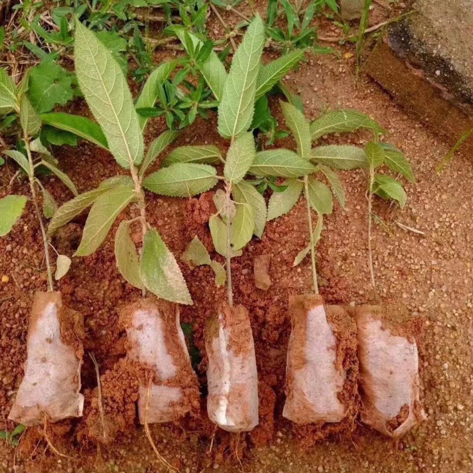 谏仰五指毛桃苗 五指毛桃树 五叉虎苗 五指毛桃 2棵【图片 价格 品牌