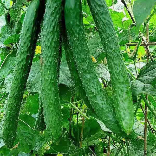 新津研四号黄瓜种子青皮绿肉高产早熟刺黄瓜盆栽菜园种植蔬菜种子原2
