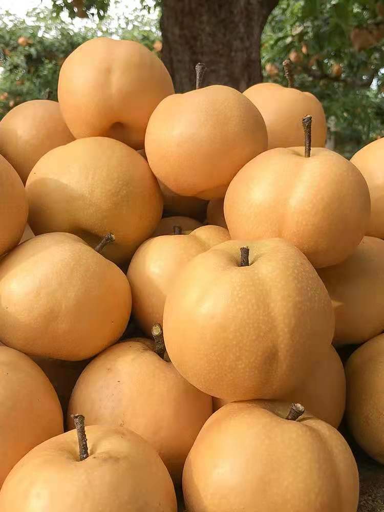 【精选果蔬】山东丰水梨水果正宗丰水梨多汁梨薄皮新鲜冰糖雪梨黄皮梨