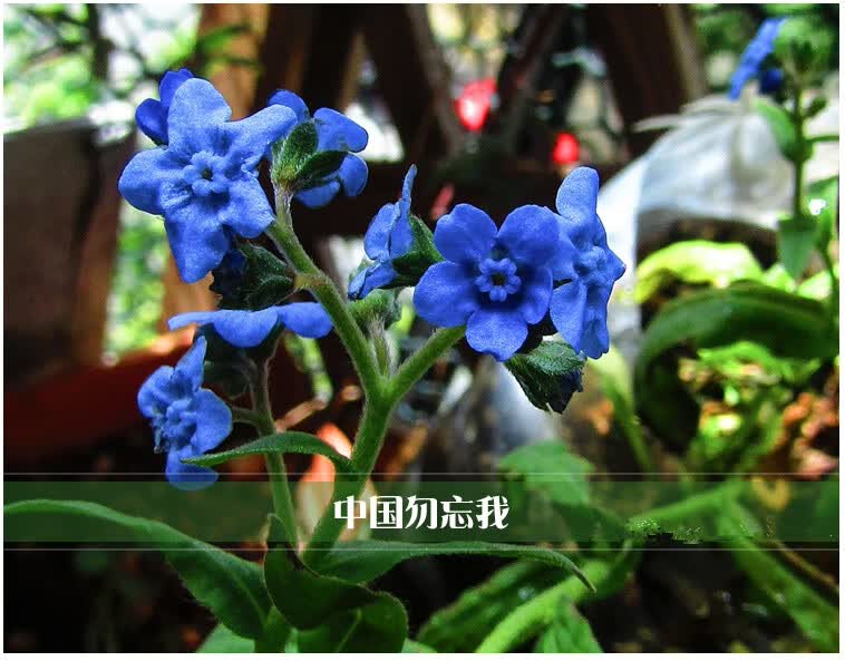 花中酷种子勿忘我种子四季易种花草花卉盆栽庭院室内外四季开花不断花