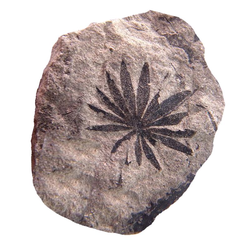 天然轮叶植物化石摆件石材复古枝脉蕨攀枝花古生物标本 503a 偏深