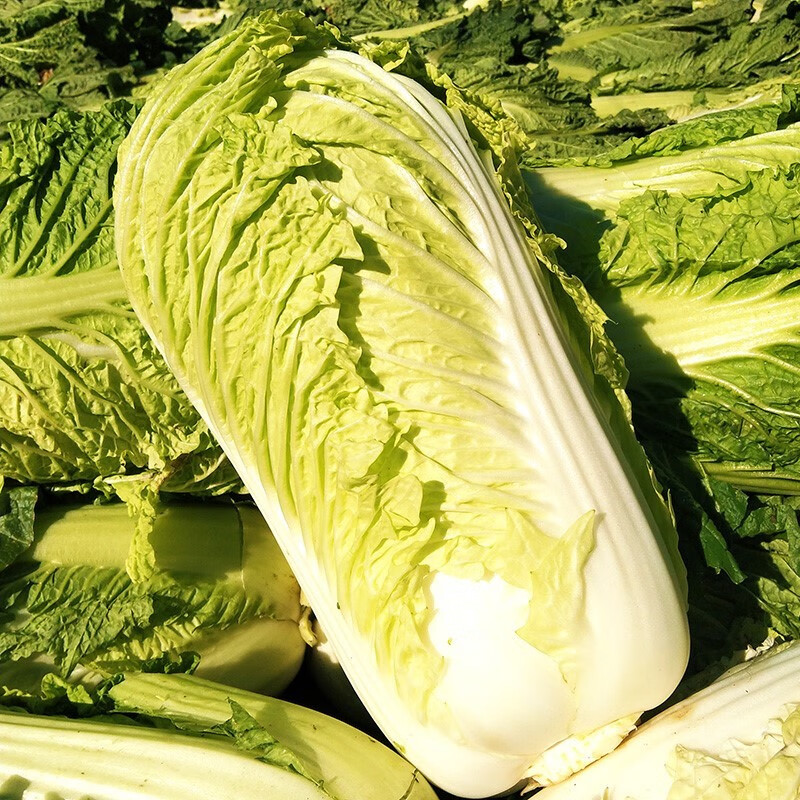 【京鲜达】大白菜新鲜当季蔬菜农家自种食用包心菜青菜时令蔬菜 8斤