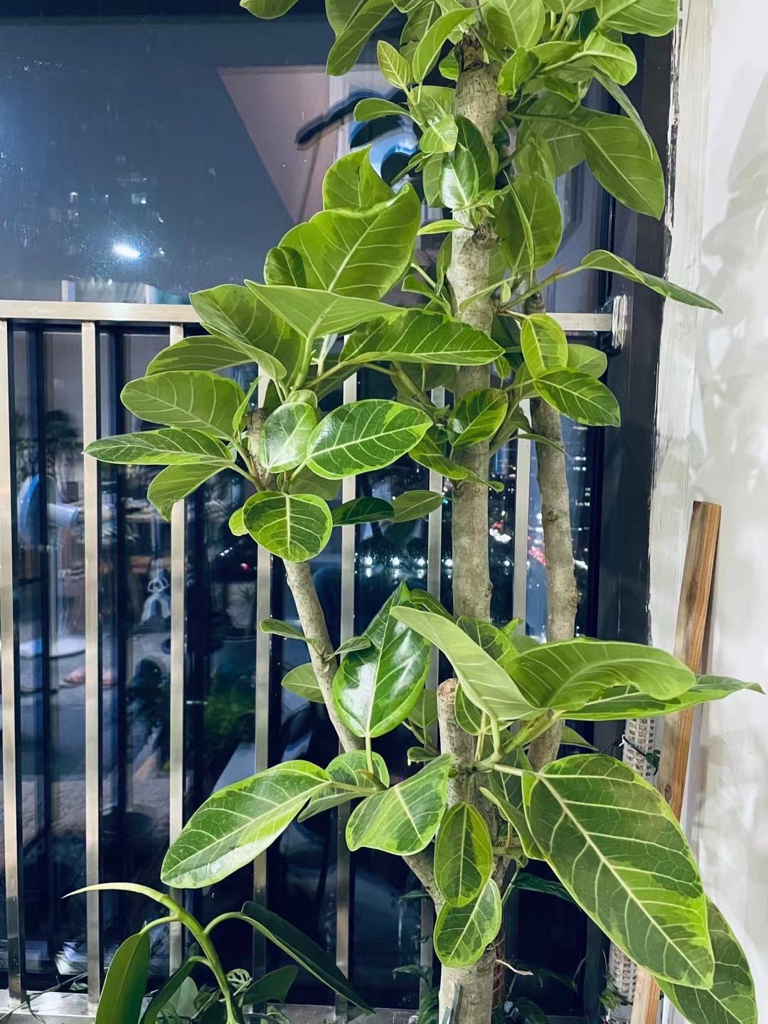 【送货上门】青叶橡皮树网红真绿植盆栽客厅大型盆栽北欧ins风吸甲醛