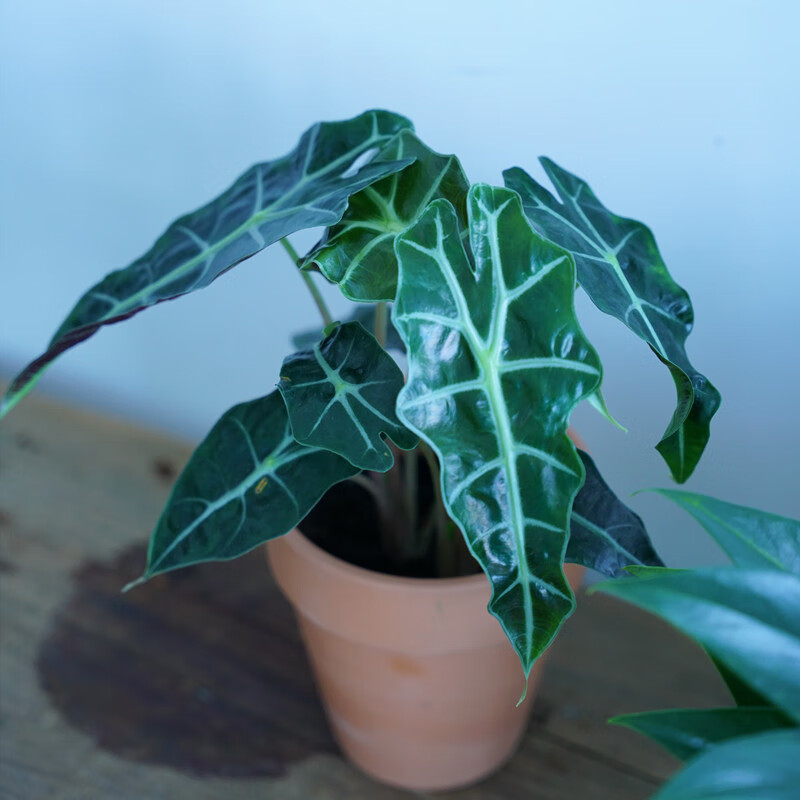 网红植物大仙女海芋小仙女绿植物盆栽非洲面具黑叶观音莲北欧竹芋 10