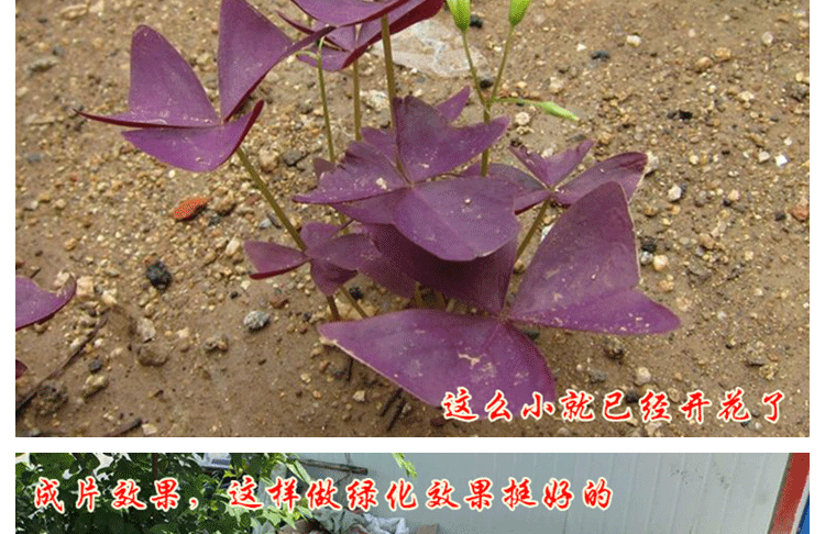 颜美 紫叶幸运草 绿叶红花三叶草紫叶酢浆草种球紫叶榨浆草红叶炸酱草