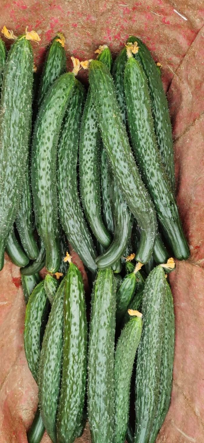 青樱红荔农家自种现摘现发新鲜孕妇水果蔬菜绿黄瓜生吃起干花带刺清脆