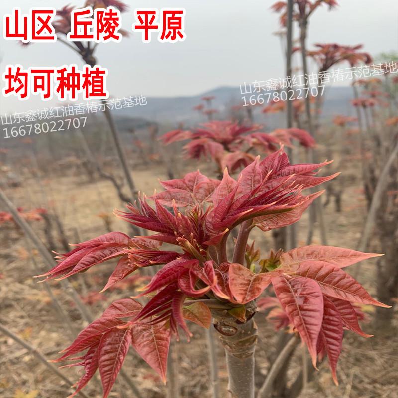 香椿树苗香椿树苖新鲜红油四季早采摘正宗春芽树苗食用盆栽地栽矮化