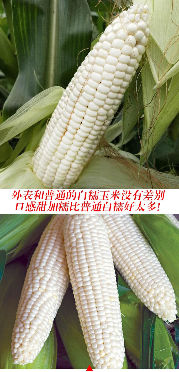 京科968玉米简介图片