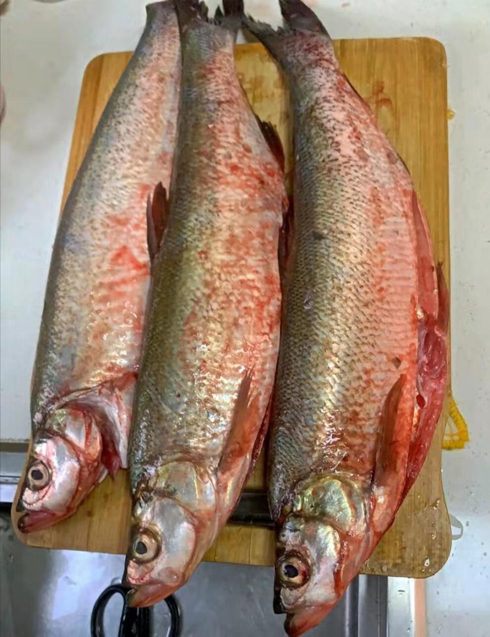 苏州白鱼-白水鱼-翘嘴鱼-新鲜刁子鱼-淡水大白刁新鲜保鲜 500g/条 共