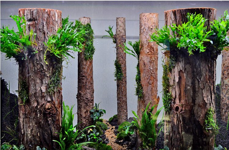 鱼缸城市造景光华水族森林之歌造景草缸丛林景杉定制鱼缸雨林景观