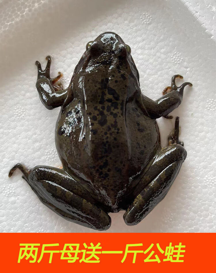 【顺丰快速】新鲜东北蛤蟆长白山特产雪蛤鲜活活林蛙新出河母豹活体 2