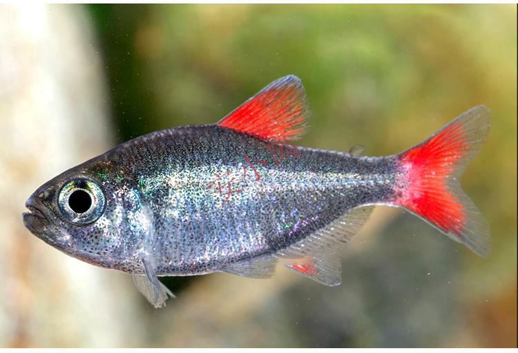 【安小离】灰太狼灯鱼黑丝绒红扯旗红太狼南美高端小型灯科鱼热带观赏