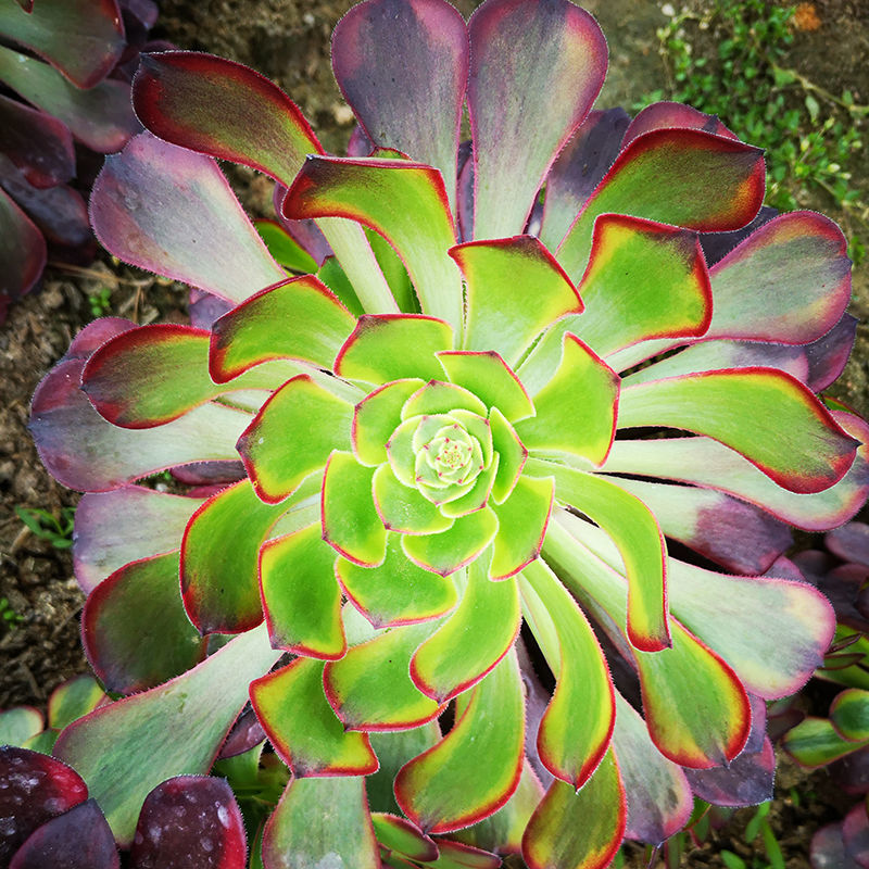 荷蘭玫瑰紅覆輪大顆肉肉銅壺美杜莎法師綴化多肉老樁造型花卉盆栽