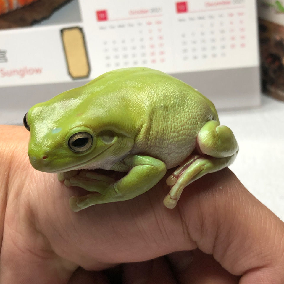 树蛙可爱超萌旅行青蛙姥爷树蛙活体观察生物小朋友生日送礼姥爷树蛙2