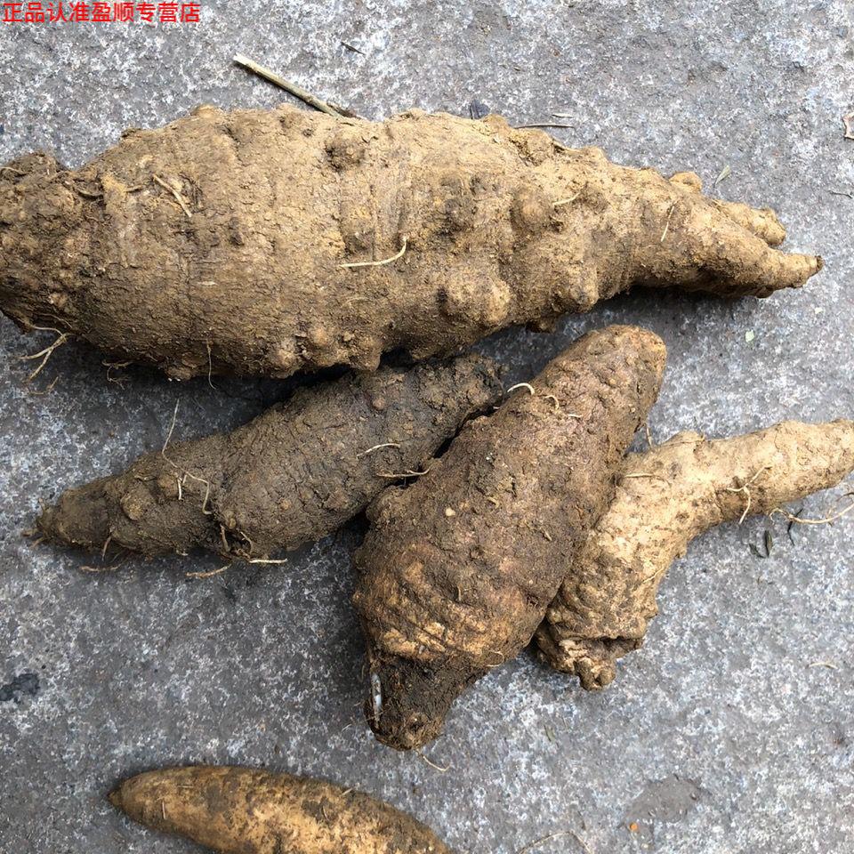 北京同仁堂 原料野生新鲜山海螺中药四叶参羊乳奶参现挖现货500克