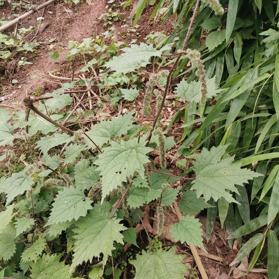 新鲜野生红杆荨麻草四川红活麻红霍麻草咬人草红豁麻绿杆荨麻草 干货