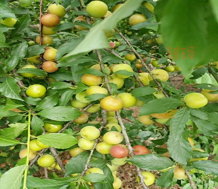 早熟三月李子树苗晚熟早熟脆红李嫁接李子苗蜂糖李南北方当年结果 12